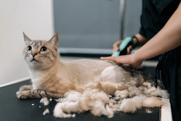 Cat Back Area Shaving