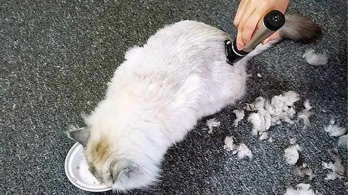 Cat Back Area Shaving