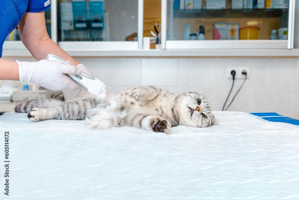 Cat Belly Shaving