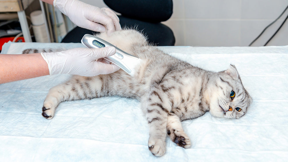 Cat Belly Shaving