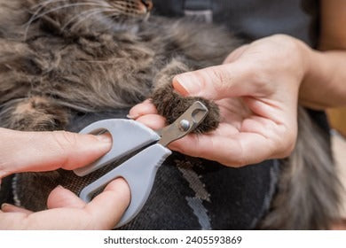 Cat Nails Cut