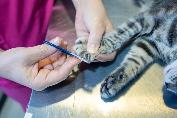 Cat Nails Cut