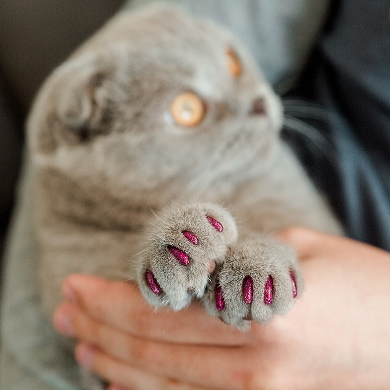 Cat Paws Shaving