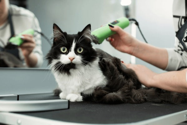 Cat Shaving With Nail Clipping