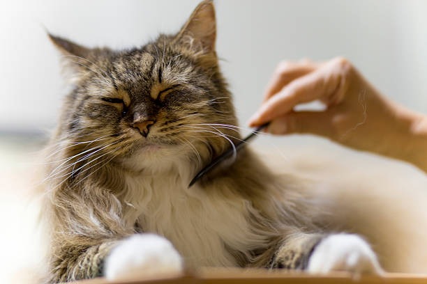 Cat Shaving With Nail Clipping