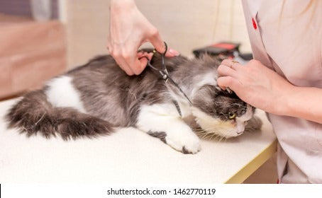 Cat Shaving & Shower