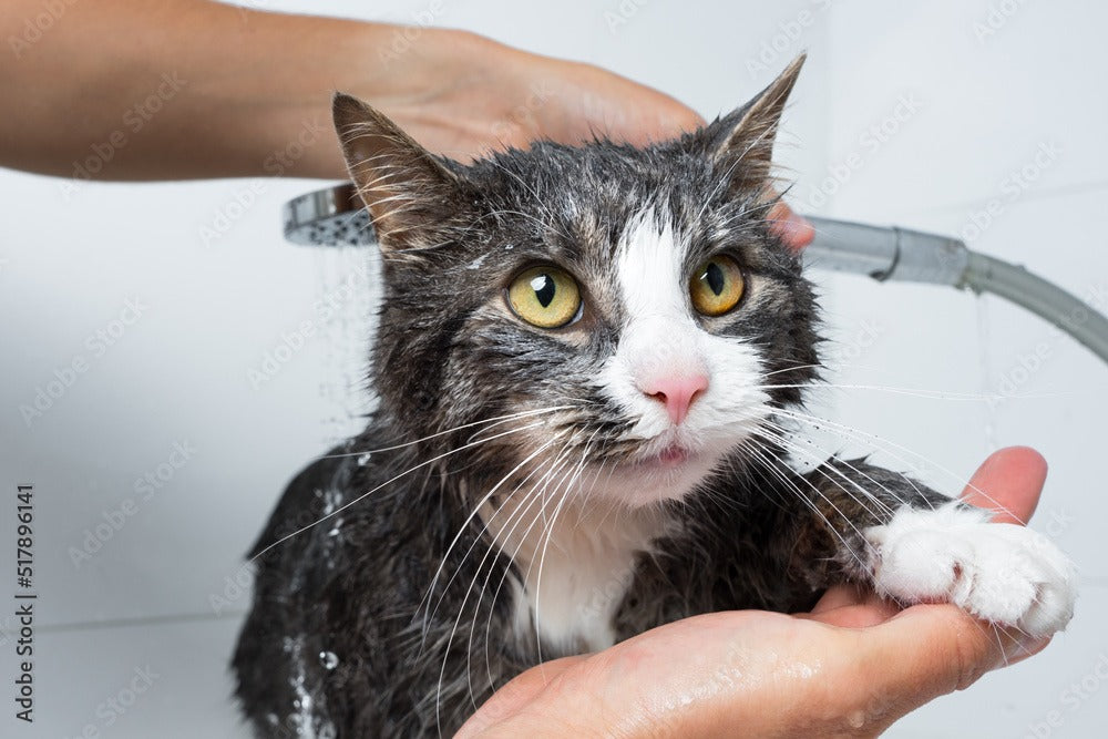 Cat Shaving & Shower