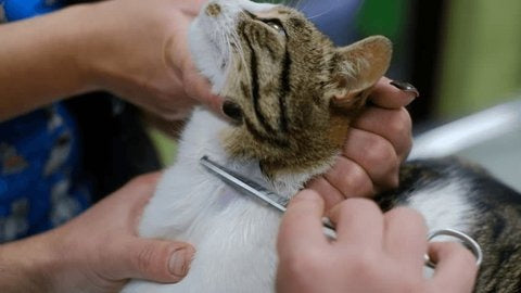 Cat Shaving Face