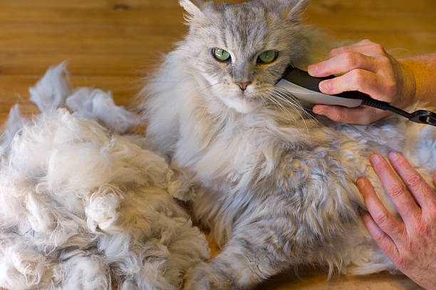 Cat Shaving Face