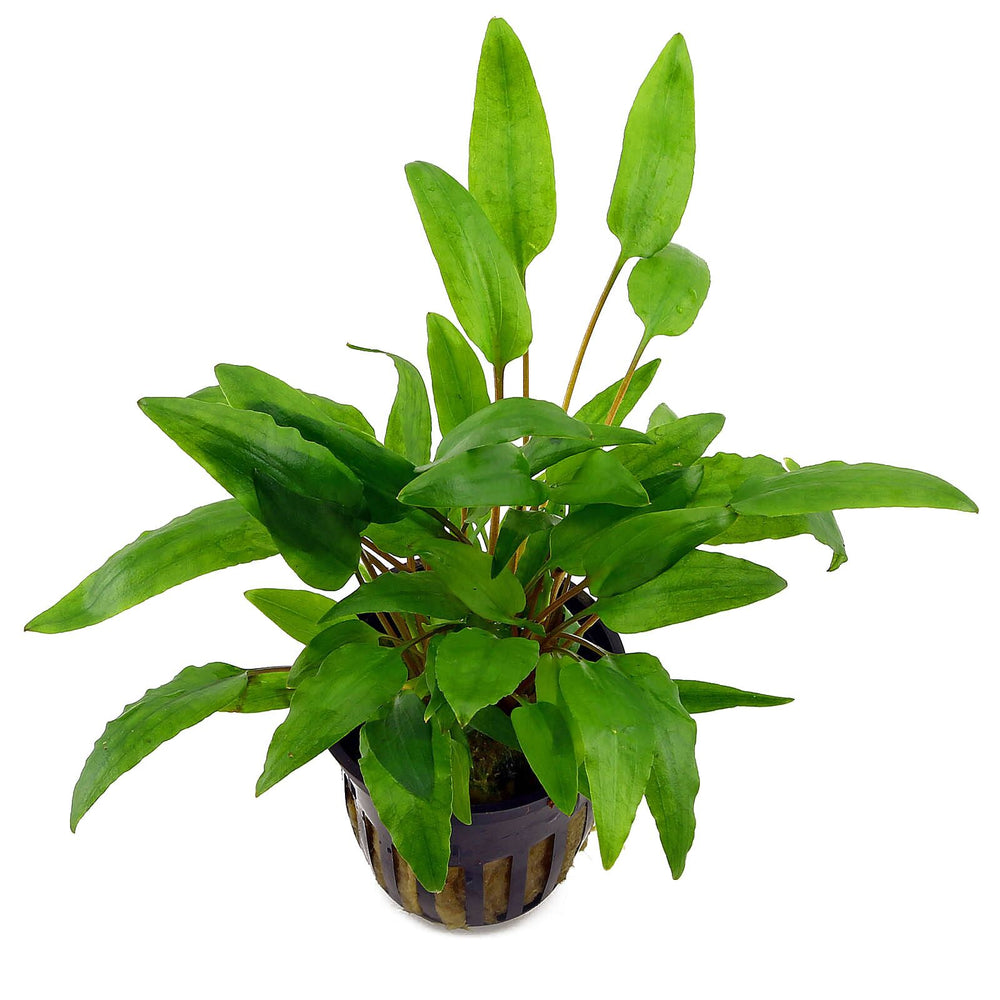 Cryptocoryne wendtii 'Green'