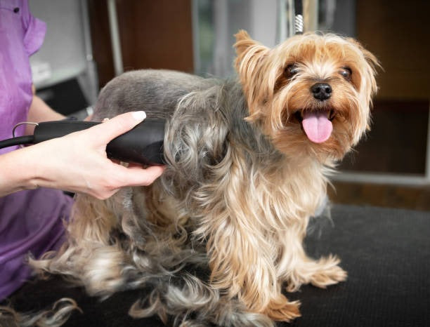 Dog Back Area Shaving