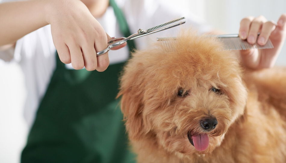 Dog Back Area Shaving