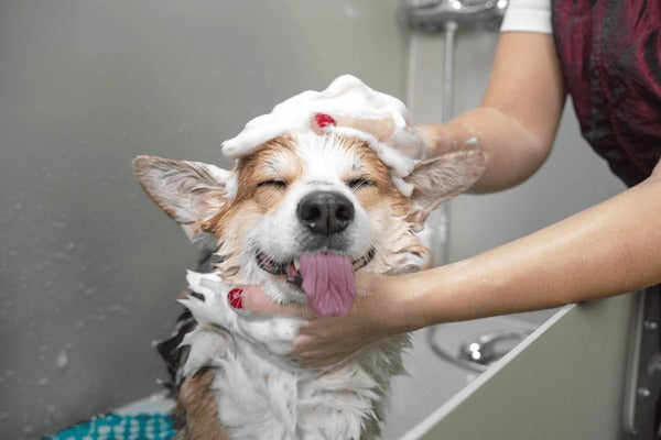 Dog Full Shower