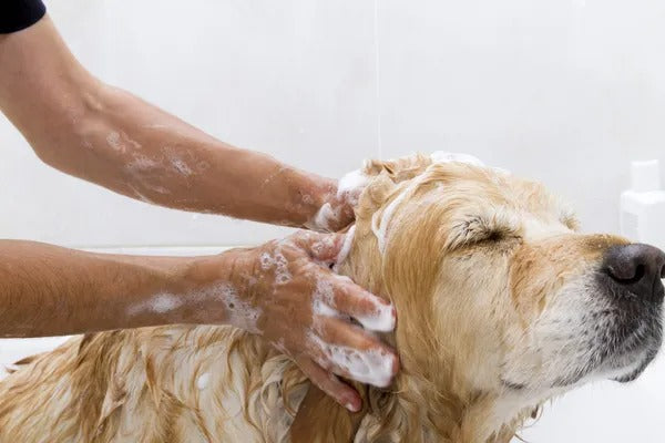 Dog Full Shower