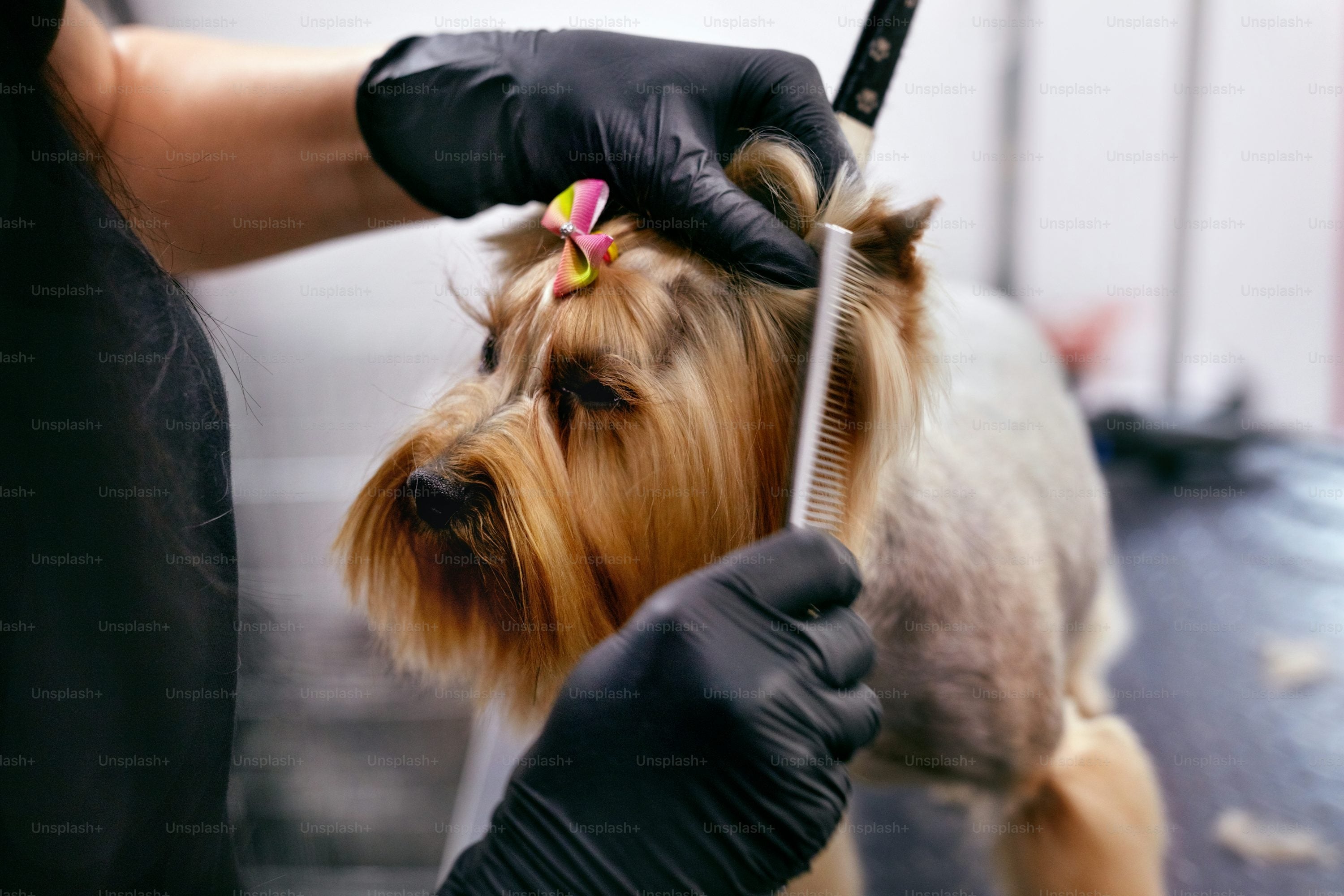 Dog Shaving with nail clipping