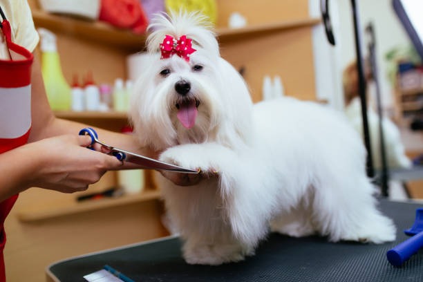 Dog Shaving with nail clipping