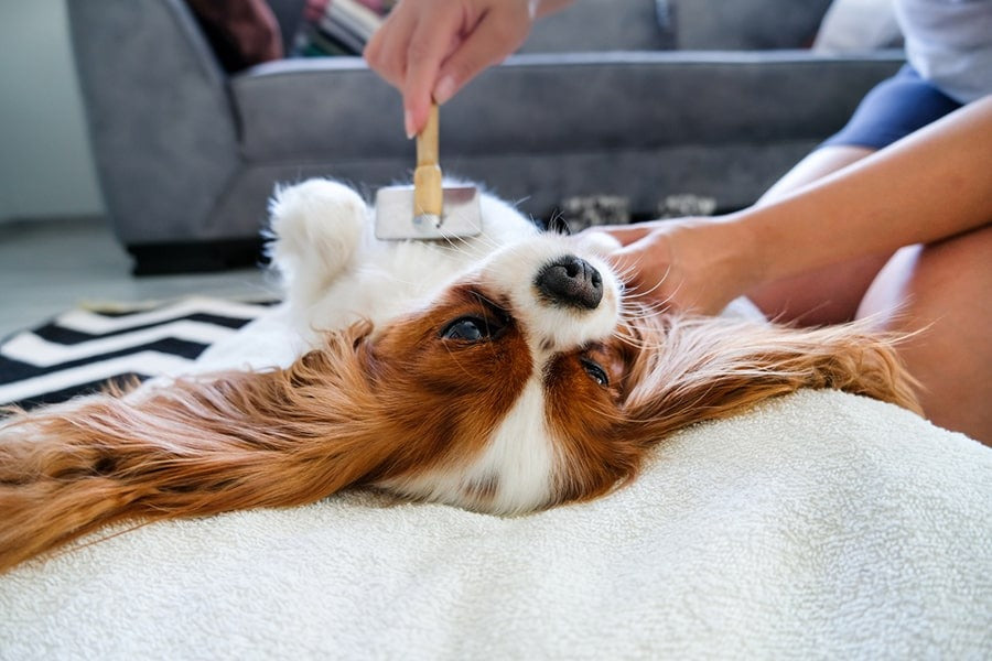 Dog Belly Shaving