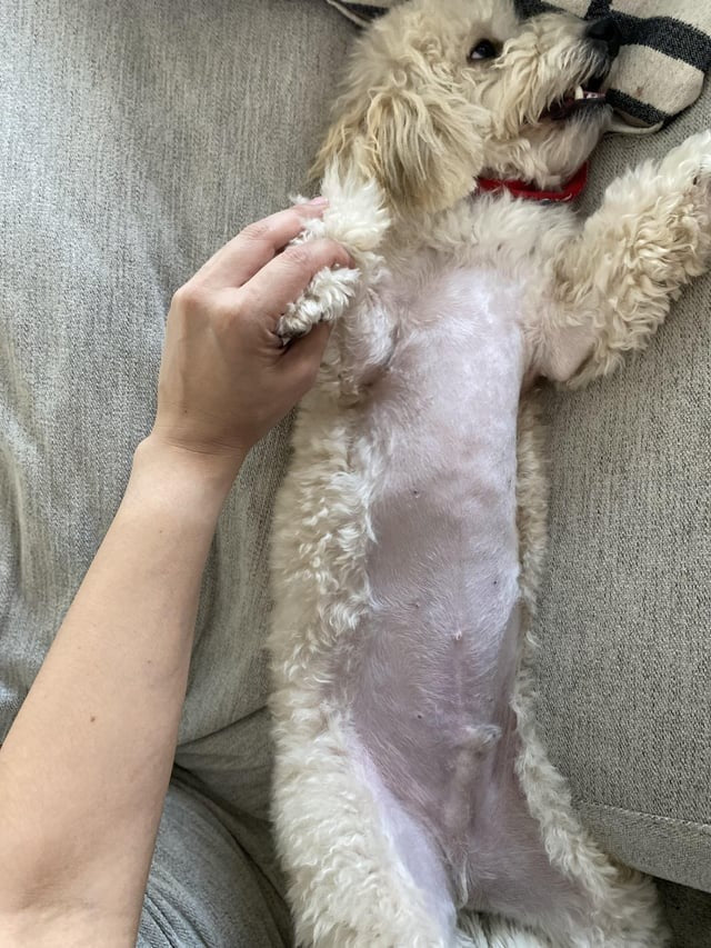 Dog Belly Shaving