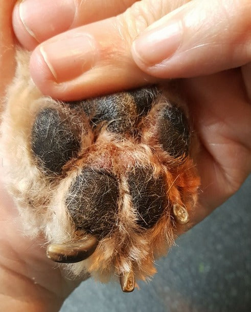 Dog Paws Shaving