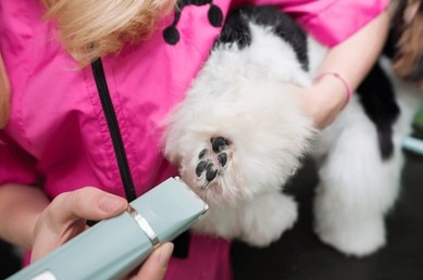 Dog Paws Shaving