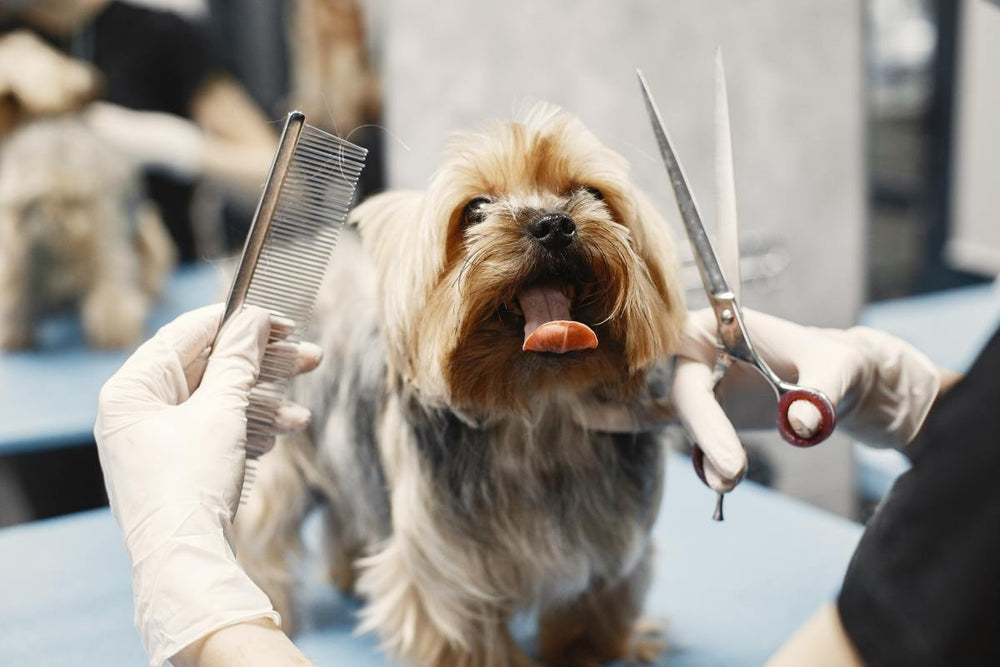 Dog Shaving Face