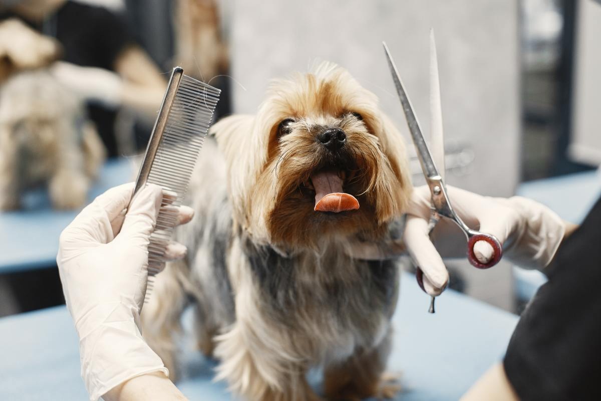 Dog Shaving Face