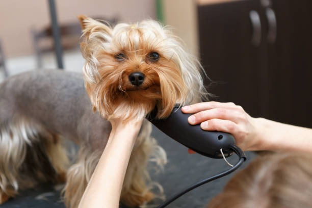 Dog Shaving Face