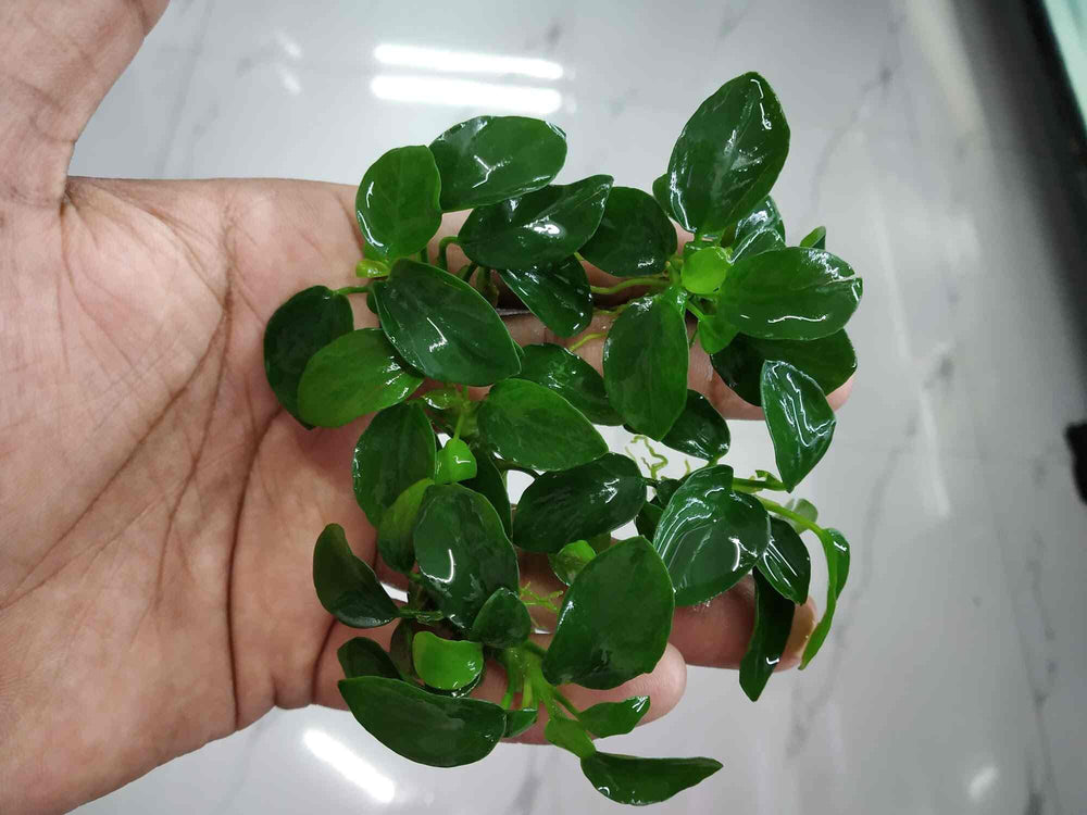 Anubias barteri nana