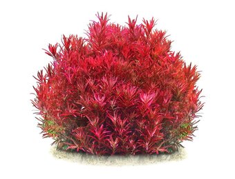 Rotala rotundifolia 'Blood Red'