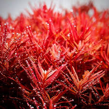 Rotala rotundifolia 'H'ra'