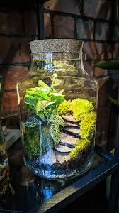 Mood Moss- for terrarium