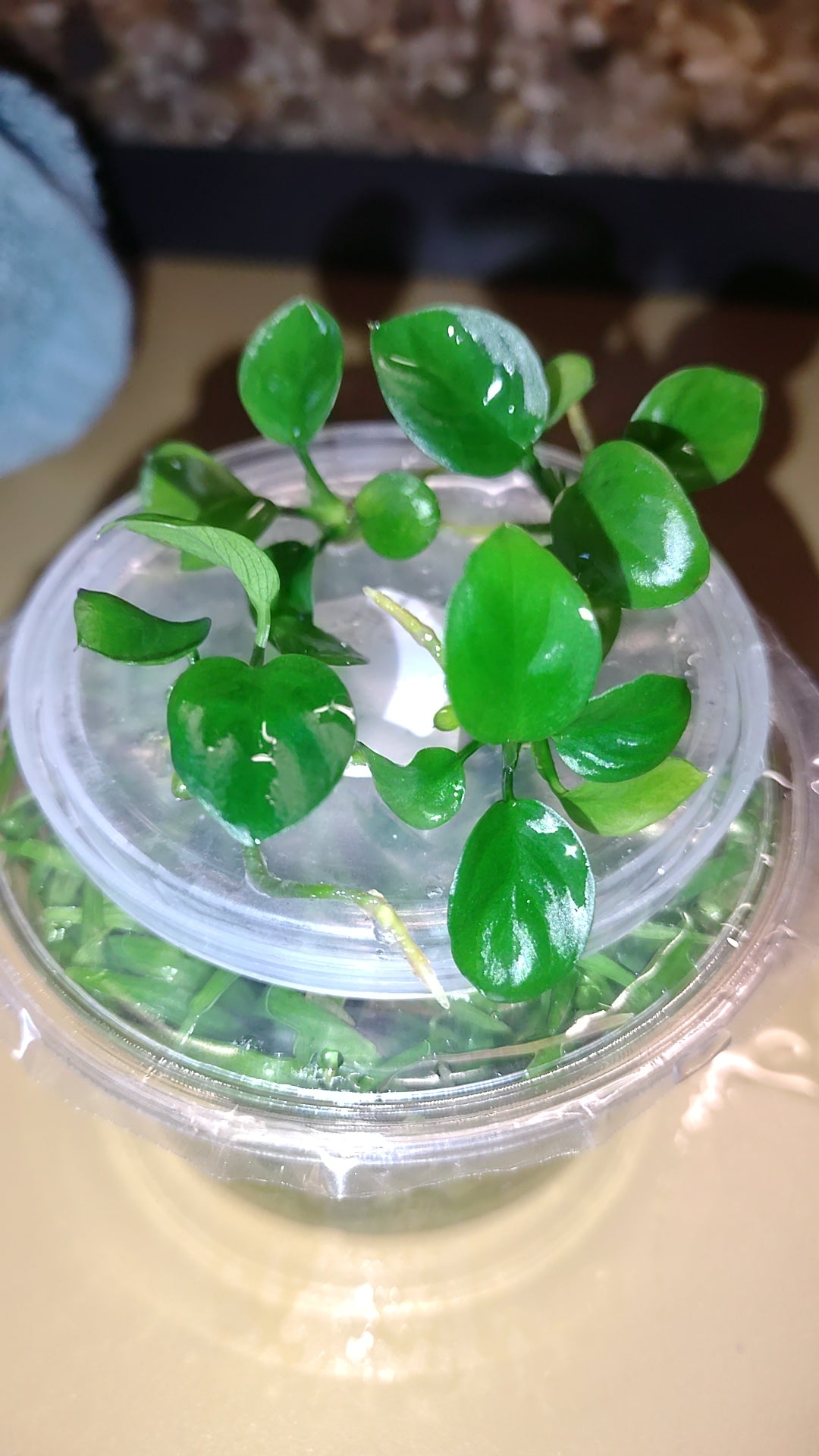 Anubias barteri nana