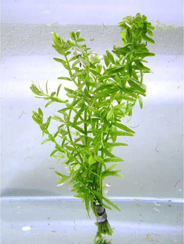 Rotala rotundifolia 'Green'