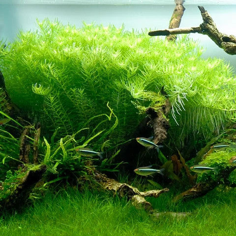 Rotala rotundifolia 'Green'