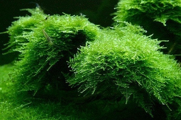 Vesicularia montagnei 'Christmas Moss'