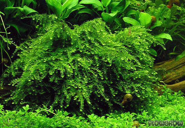 Vesicularia ferriei 'Weeping Moss'